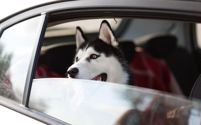 犬と旅行